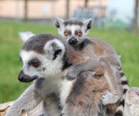 Ein Baby-Lemur sitzt auf seiner Mutter und schaut direkt in die Kamera