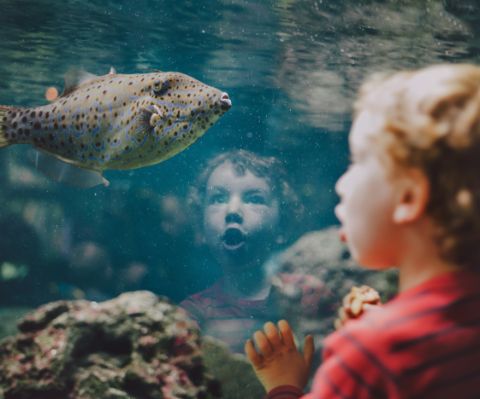 Un bambino guarda affascinato in un acquario