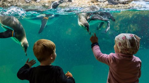 Zwei kleinere Kinder schauen in ein grosses Aquarium mit tauchenden Pinguinen im Zoo Zürich