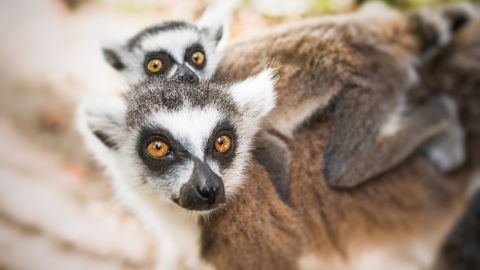 Lemuren im Bioparc Genève