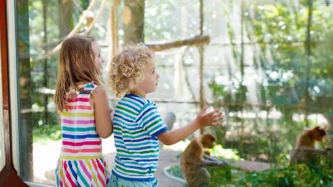 Zwei Kleinkinder bestaunen Affen im Zoo durch die Scheibe