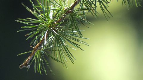 content-1600x900-6-baum-puzzle