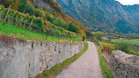 Vignobles et voie cyclable