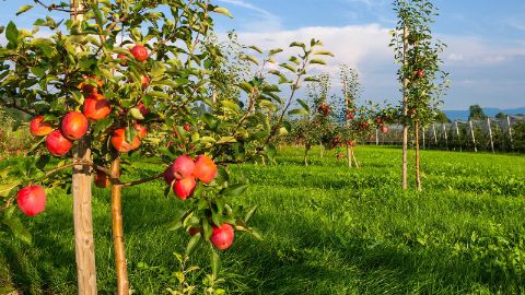 content-1600x900-altnauer-apfelweg