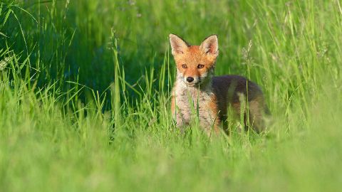 content-1600x900-moospfad-walkringen