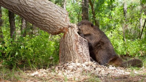 Sentier didactique des castors de Pfyn