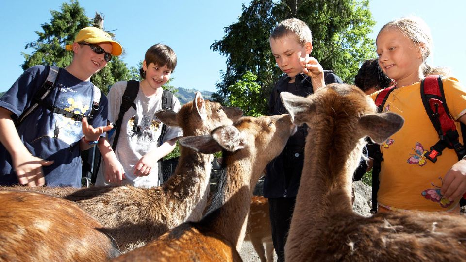 12 Tierparks und Wildparks der Schweiz mit Kindern Famigros