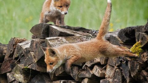 Due piccole volpi giocano su una catasta di legno