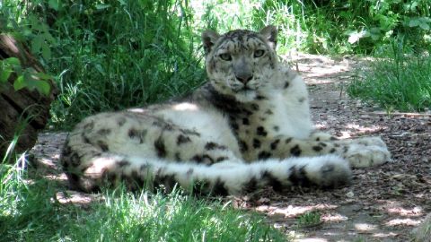 Leopard im Zoo al Maglio in Magliaso