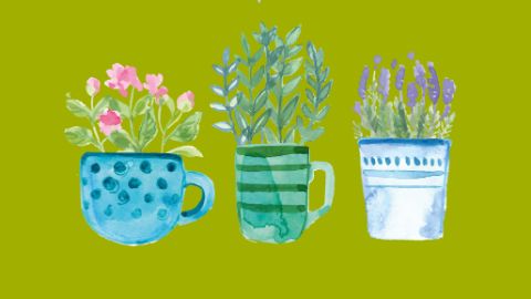 Vasi di piante