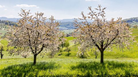 Kirschblüten-Wanderweg im Baselland