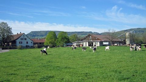 Kühe auf der Weide vor Neuhof Reinach