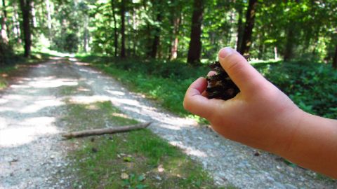 content-1600x900-10-tannenzapfenweitwurf