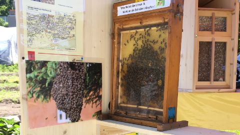 content-1600x900-bienenlehrpfad-pfaeffikon