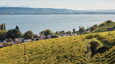 La randonnée du Mont Vully traverse un paysage idyllique 
