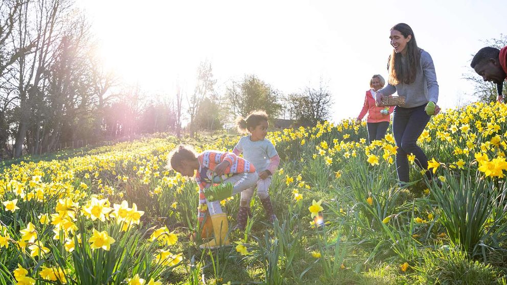 Familie sucht im Blumenfeld nach Osternestern