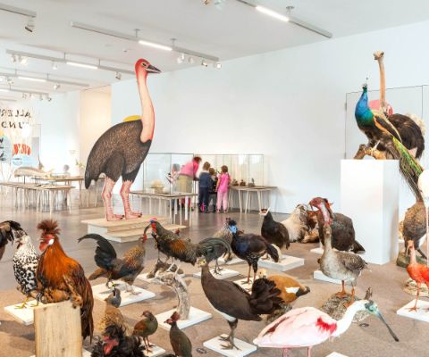 Sonderausstellung "Allerlei ums Ei" mit eierlegenden Tierpräparate 