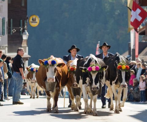 Des hommes font passer des vaches décorées à travers la foule sur le bord de la route