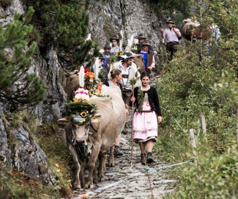 Menschen in Trachten führen geschmückte Kühe einen schmalen Bergweg hinunter