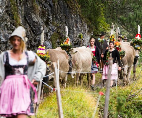 Uomini in abiti tradizionali conducono mucche adornate lungo un sentiero in discesa