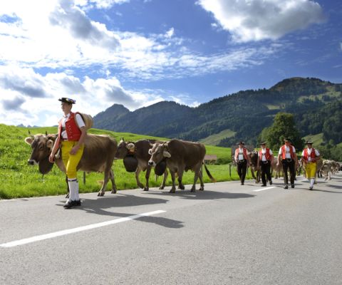 Des hommes en costume traditionnel mènent les vaches lors de la désalpe de Urnäsch