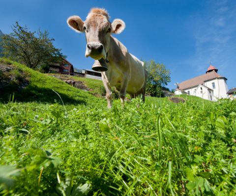 Eine braune Kuh steht auf einer grünen Wiese im Hintergrund ein Dorf
