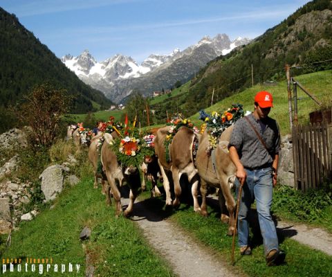 Geschmückte Kühe laufen ins Tal und schöne Berglandschaft im Hintergrund