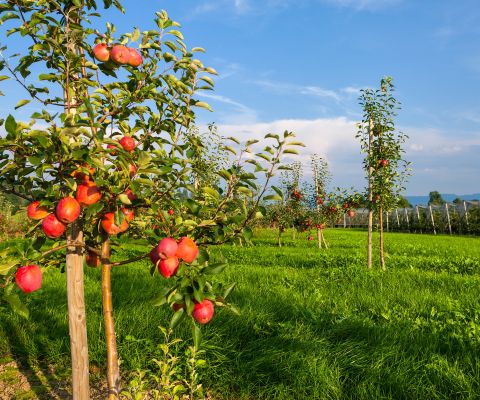 La "Via della Mela" di Altnau: tutto sulle mele