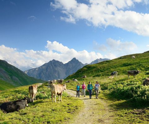 Panorama montuoso con escursionisti e mucche