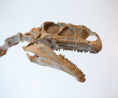 Scheletro della testa di un grande dinosauro