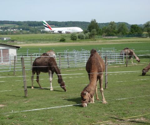 4 Kamele mit einem Flugzeug im Hintergrund