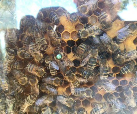 Colonie d’abeilles sur le sentier didactique des abeilles de Pfäffikon