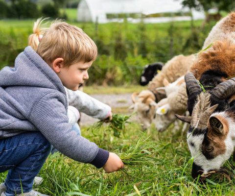 Ferme biologique Burgrain: des enfants nourrissent de jeunes chèvres et moutons