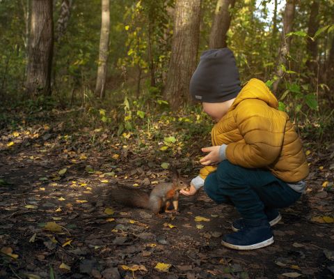 Un ragazzino dà da mangiare a uno scoiattolo sul sentiero degli scoiattoli di Bougy