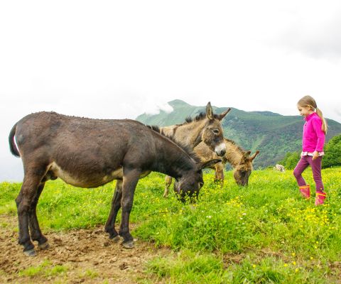 Élevage d’ânes dans le Jura bernois