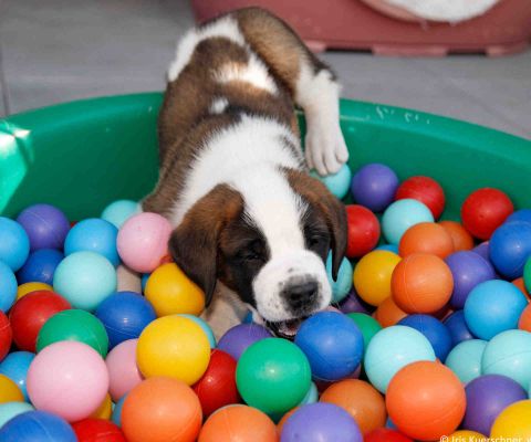 Un cucciolo di San Bernardo in una vasca di palline