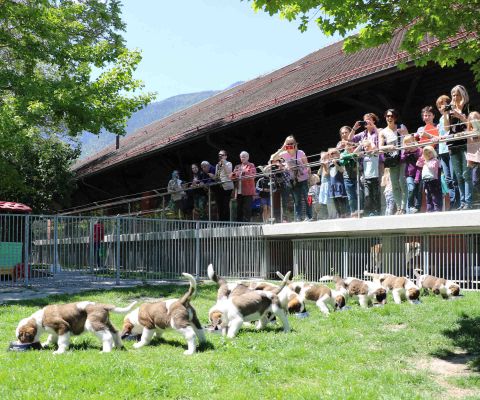 Familien freuen sich über die Fütterung von neun Bernhardiner Welpen