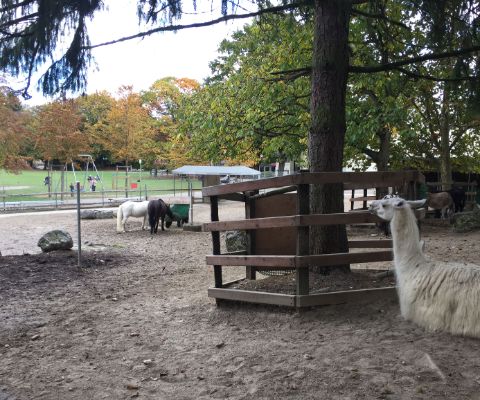 Mini-Zoo mit Lamas und Ponys