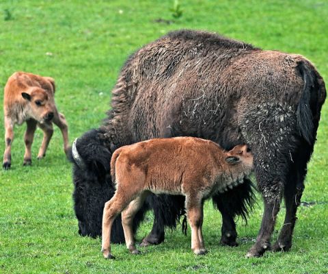 Una mamma di bisonte bruca l’erba mentre allatta il suo cucciolo