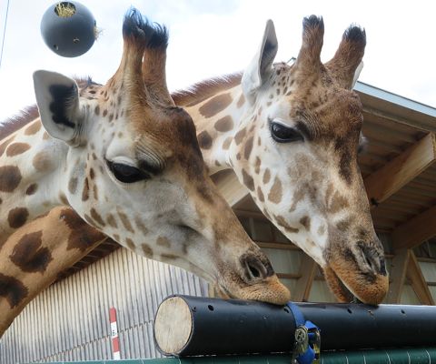 Zwei Giraffen am Futterbalken