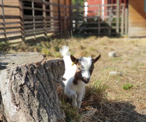 Chèvres à la ferme associative La Gavotte près de Genève