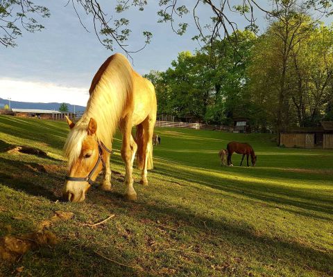 Osservare i cavalli alla fattoria ricreativa La Gavotte presso Ginevra