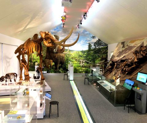Exposition du Musée du mammouth de Niederwenningen