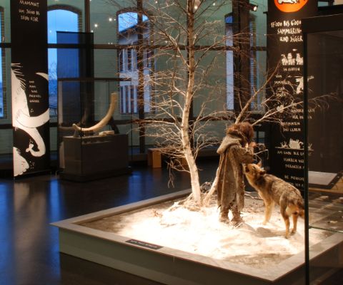 Ausstellungsobjekt im Museum für Urgeschichte in Zug