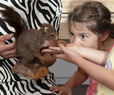 Un adulto che mostra uno scoiattolo a una bambina Un adulto che mostra uno scoiattolo a una bambina