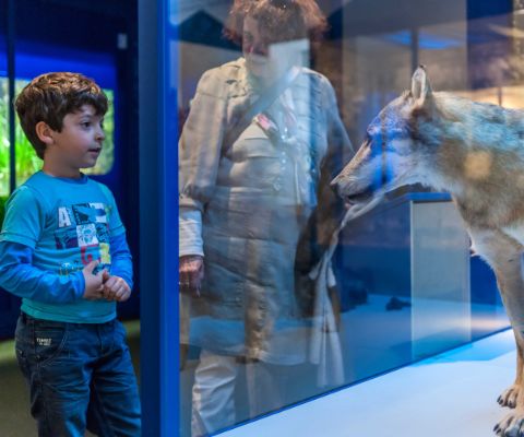 Das Natur-Museum Luzern bringt Kindern die Umwelt näher
