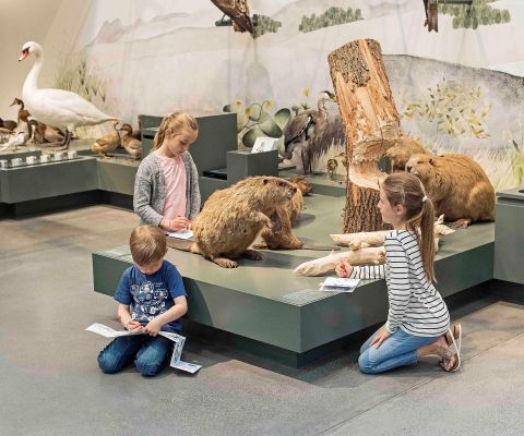 Tiere im Naturmuseum kennenlernen