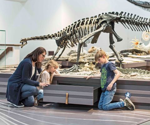 Musée d’histoire naturelle de Saint-Gall: exposition de dinosaures