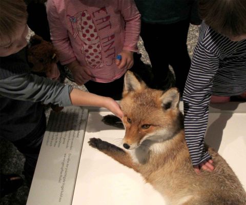 Ein Fuchs wird von Kindern gestreichelt