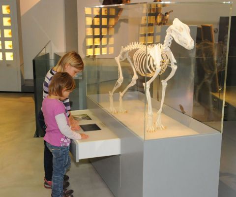 Zwei Kinder schauen ein Wolfsskelett im Museum an